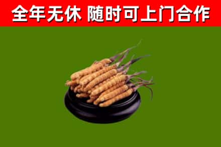 东安区烟酒回收冬虫夏草.jpg